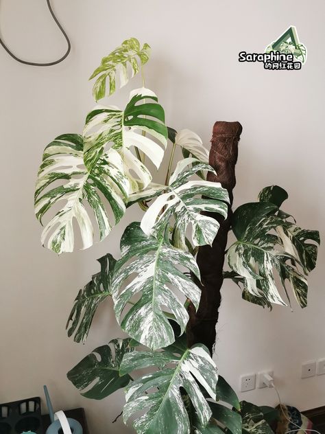 Albino Monstera Plant, Wishlist Plants, Monstera Plants, Disney World Pictures, Inside Plants, Variegated Plants, Plant Photography, Unusual Plants, Monstera Plant