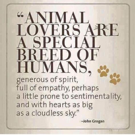 Lovers Quotes, Animal Quotes, Dog Quotes, An Animal, A Sign, Animal Lovers, Animals Friends, Animal Shelter, I Love Dogs