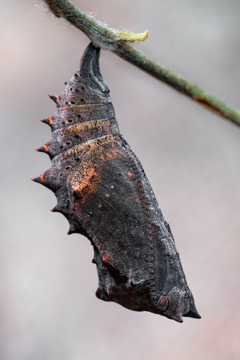 Insect Architecture, Insect Pinning, Bug Photography, Butterfly Cocoon, Butterfly Chrysalis, Weird Insects, Insect Photos, Strange Beasts, Insect Photography