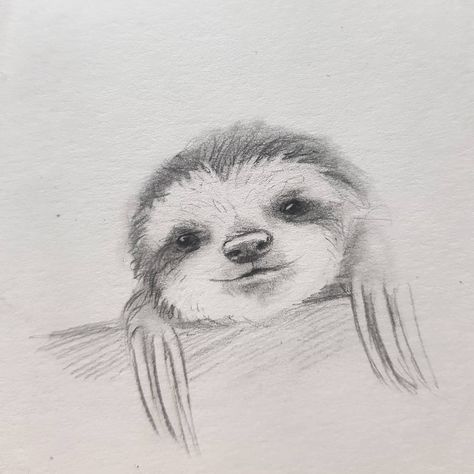 Kleevia on Instagram: “quick sketches🐌 Have a nice weekend 😊 . . . #sloth #lazysketch #doodles #quicksketches #drawing #zeichnung #skizze #wolfart #drawingdaily…” Sloth Sketch, Cute Halloween Drawings, Sloth Drawing, Quick Sketches, Have A Nice Weekend, Nice Weekend, Halloween Drawings, Cute Sloth, Drawing Inspo