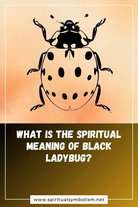 10 Spiritual Meanings of Black Ladybug and Symbolism | Spiritual Symbolism Black Ladybug Spiritual Meaning, Black Ladybug, Hidden Messages, Spiritual Meaning, Meant To Be, Spirituality, 10 Things, Black