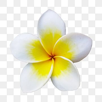 Png Flowers Hd, Flower Png Transparent, White Frangipani, Flowers White Background, Frangipani Flower, Wave Drawing, Png Flowers, Flower Png Images, Hawaiian Party Decorations