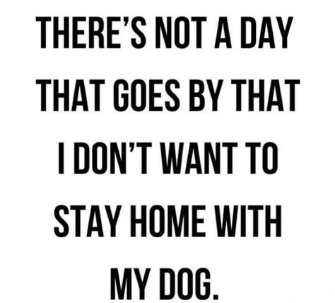 Dog Mom Quotes, Colorful Hairstyles, Dog Quotes Love, Dog Quotes Funny, Lovers Quotes, Crazy Dog, Dog Quotes, My Dog, I Love Dogs