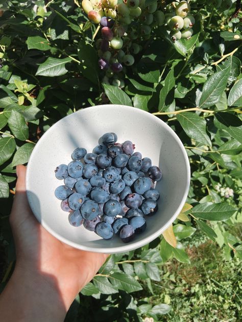 #aesthetic #bleuet #blueberry #fruit #backyard #food #blue #grandmasummer #morning #breakfast Life Vision Board, Time Life, Early Morning, Yummy Food, Fruit