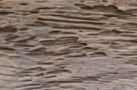 Termite Damage, Spot The Difference, Wood Patterns, Types Of Wood, Things To Come, Building, Wood