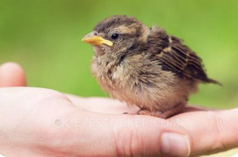 Baby Sparrow, Love Birds Painting, Fat Bird, Bird People, Vis Dev, Painted Rock Animals, Baby Birds, Pet Rocks, Nature Birds