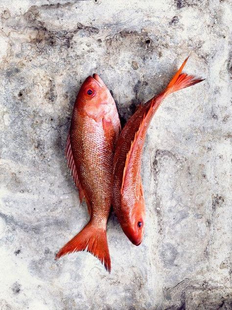 fishing scales / Cosmos Fish Photography, Photo Food, Beautiful Food Photography, Food Photography Inspiration, Food Photography Styling, Fresh Fish, Red Fish, Fish Dishes, Fish Art