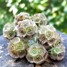 Flower Seeds Online | Bulk & Packets For Sale | Non-Gmo - Eden Brothers Scabiosa Stellata, Pale Blue Flowers, Cabbage Seeds, Zinnia Elegans, Grow Wildflowers, Ornamental Cabbage, Instead Of Flowers, Tiny White Flowers, Seed Heads