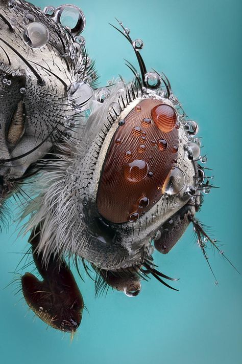 Tutorial: Learn How to Do Focus Stacking in Photoshop Macro Photography Insects, Foto Macro, Micro Photography, Insect Photography, Cool Bugs, A Bug's Life, Beautiful Bugs, Close Up Photography, Creepy Crawlies