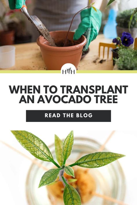 Grow Avocado From Pit, Avocado Plant From Seed, Avocado Plant, Grow Avocado, Avocado Seed, Avocado Fruit, Avocado Tree, Astuces Diy, Potted Trees