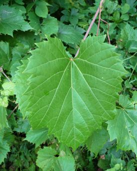 Wild Grape Vine: Pictures, Flowers, Leaves and Identification | Vitis riparia Vine Pictures, Wild Grape Vine, Wild Grapes, Grapevine Growing, Leaf Identification, Grapes Fruit, Sunken Gardens, Pictures Flowers, Stuffed Grape Leaves