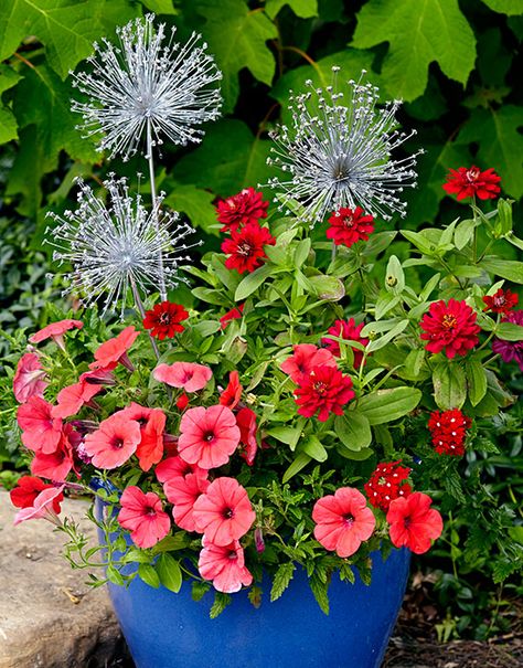 Patriotic patio planter: A fireworks show in the daytime? It’s true! We’ll show you how to celebrate the holiday with a festive red, white and blue container garden. Red White And Blue Flowers In Pots, Red White Blue Flowers, Red White And Blue Flower Pots Planters, Patriotic Flower Bed, Red And Yellow Flowers In Planters, Wildlife Garden Design, Hardscape Backyard, Blue Container, Blue Planter