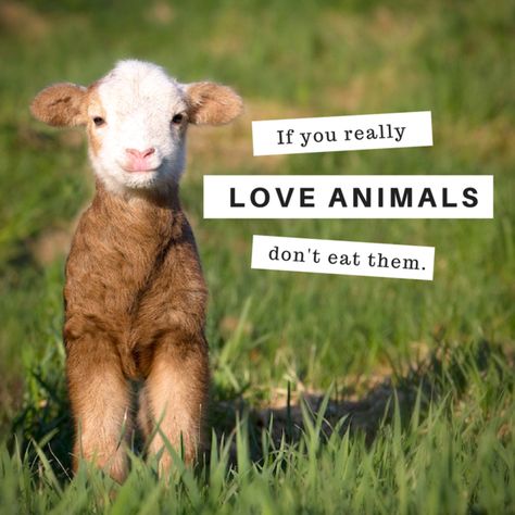 Vegan Activism, Mercy For Animals, Vegan Facts, Vegan Easter, Animal Activism, Quotes Truths, Animal Agriculture, Protect Nature, Vegan Shirts