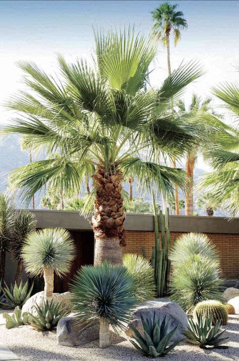 Desert Backyard, Succulent Landscape Design, Palm Garden, Tropical Backyard, Succulent Landscaping, Dry Garden, Gardening 101, Rock Garden Landscaping, Garden Types