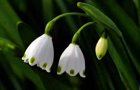 Snowdrop (Galanthus) Snow Drops Flowers, Snowdrop Flower, Bulbous Plants, Snow Drops, Winter Flowers, Flower Images, Flower Photos, Flower Wallpaper, Spring Floral