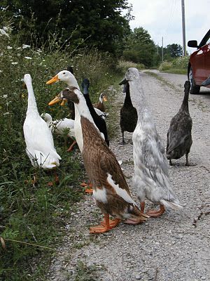 Long Neck Ducks, Running Ducks, Runner Ducks Aesthetic, Indian Runner Duck Drawing, Indian Duck Runner, Backyard Runner Ducks, Indian Runner Ducks House, Running Ducks Garden, Indian Runner Ducks