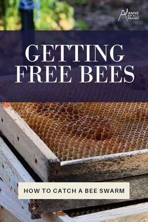 Learn how to prevent beekeeping from becoming an endless money pit, and begin a successfully thriving bee colony by trapping local bees for your hives. In this post you’ll learn how to capture a bee swarm with just a few basic supplies. How To Attract Bees To A Hive, Compost Tea Brewer, Survival Knowledge, Honey Bee Farming, Bee Farming, Drone Bee, Backyard Bee, Bee Activities, Raising Farm Animals