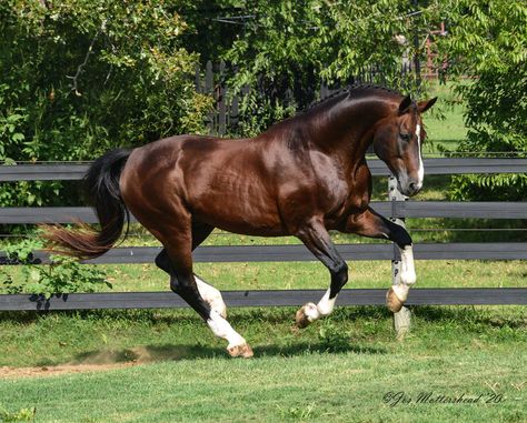 Horse Photo Reference, Bavarian Warmblood, Horse Reference Photos, Dutch Warmblood Horse, Horse Warmblood, Belgian Warmblood, Warmblood Stallion, Horses Photos, Horse Poses