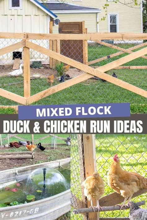 Duck House Diy, Duck Enclosure, Chicken Run Ideas, Chicken Enclosure, Chickens And Ducks, Backyard Ducks, Cute Chicken Coops, Chicken Coop Garden, Landscape Tips