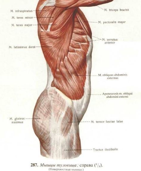 Medical Drawings Sketches, Torso Muscles Anatomy, Muscle Anatomy Drawing, Torso Muscles, Anatomy Muscles, Muscles Anatomy, Human Muscle Anatomy, Medical Drawings, Anatomy Images