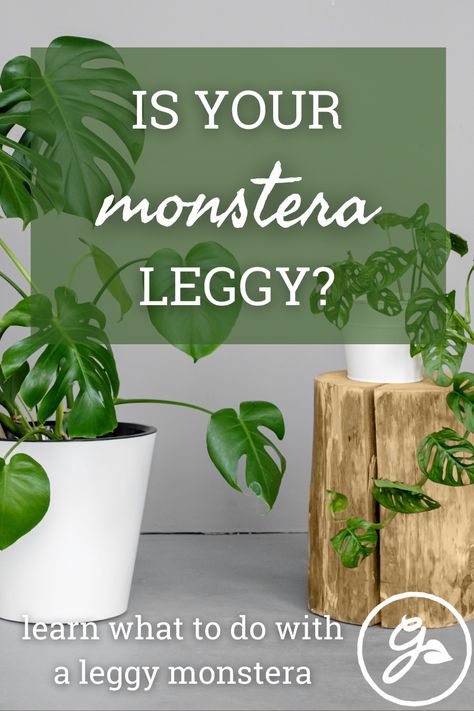 Monstera Planter Ideas, Thai Constellation Monstera Care, Leggy Monstera Plant, Monstera Plant Pot Ideas, Pruning Monstera Deliciosa, Monstera In Living Room, Monstera Pruning, Pruning Monstera, How To Repot A Monstera Plant