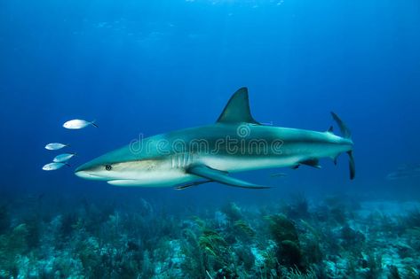 Caribbean Reef Shark, Image Of Fish, Reef Shark, Whale Shark, Art Stuff, Sharks, Sea Creatures, The Ocean, Avatar