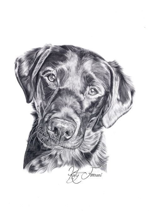 Black Lab Drawing Pencil, Black Lab Sketch, Dog Pencil Drawings Step By Step, Lab Dog Drawing, Black Lab Drawing, Choc Lab, Dog Pencil Drawing, Colored Pencil Art Projects, Cute Dog Drawing