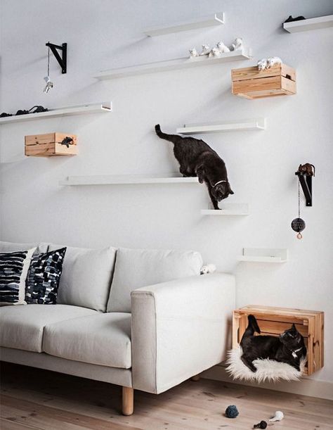 30+ Easy DIY Cat Shelves Ideas That Will Wow Them | HomeMydesign Ikea Hacks For Cats, Cat Walls, Diy Cat Shelves, Ikea Picture Ledge, Katt Diy, Cat Climbing Wall, Katt Grejer, Chat Diy, Kitty Ideas