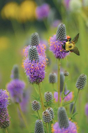 Dalea Purpurea, Prairie Clover, Prairie Nursery, Sweat Bees, Clover Seed, Prairie Planting, Prairie Flower, Pollinator Plants, Prairie Garden