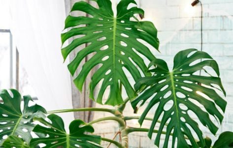 A load of plants you don't need green fingers for – Hoselink Monstera Plant Care, Corn Plant, Philodendron Monstera, Cheese Plant, Monstera Plant, Monstera Deliciosa, Easy Plants, Easy Garden, Foliage Plants