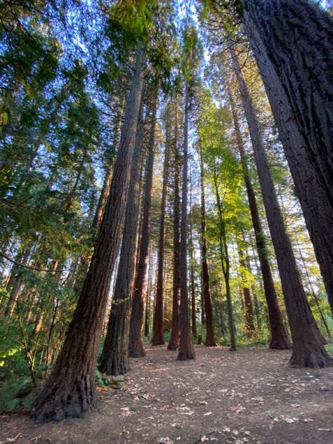 A group of tall redwood trees Surrey Bc Canada, Surrey Canada, Surrey Bc, Bc Canada, Stuff To Do, Vancouver, Plants, Travel, Quick Saves