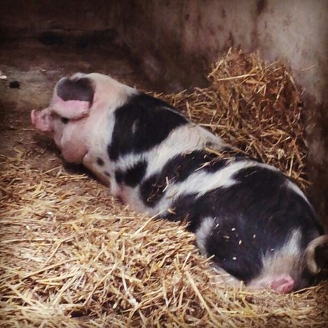 Gloucestershire Old Spots, Dream Pet, Pigs, Pet, Animals