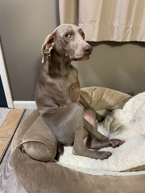 16 Realities That New Weimaraner Owners Must Accept | Page 4 of 4 | The Dogman Weimaraner Tattoo, Weimaraner Funny, Weimaraner Puppy, Weimaraner Puppies, Weimaraner Dogs, Cute Dog Photos, Good Character, Best Dog Breeds, Pitbull Puppies