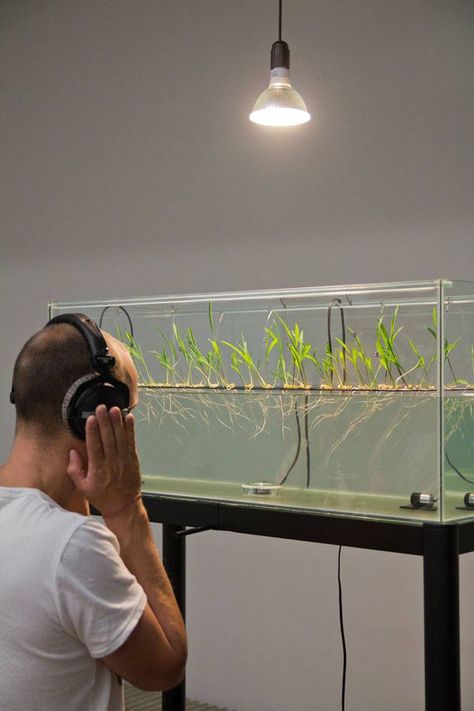 Plant Communication, Plant Research, Sound Sculpture, Plant Installation, Speculative Design, Interactive Installation, Science Art, Display Design, New Media