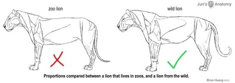 Big Cats: Artist Anatomy Models | Indiegogo Big Cat Anatomy, Anatomy Artists, Cats Anatomy, Human Anatomy Model, Reference Models, Cartoon Drawings Of Animals, Cat Anatomy, Anatomy Models, Cat Sketch