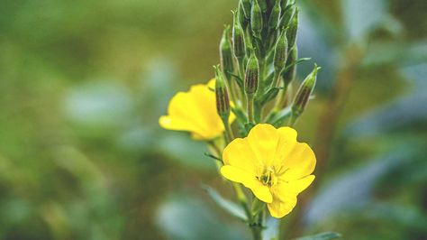 Evening Primrose Oil: Benefits, Use, and More Evening Primrose Oil Benefits, Prime Rose, Primrose Plant, Fatigue Syndrome, Nerve Damage, Primrose Oil, Evening Primrose Oil, Skin Disorders, Herbal Oil