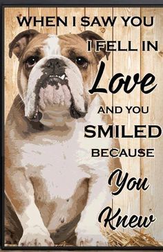 Untitled Bulldog Quotes, English Bulldog Care, Bulldog Drawing, Olde English Bulldogge, Cute Bulldog Puppies, Bulldog Pics, Bulldog Breeds, Baby Pugs, Bulldog Funny