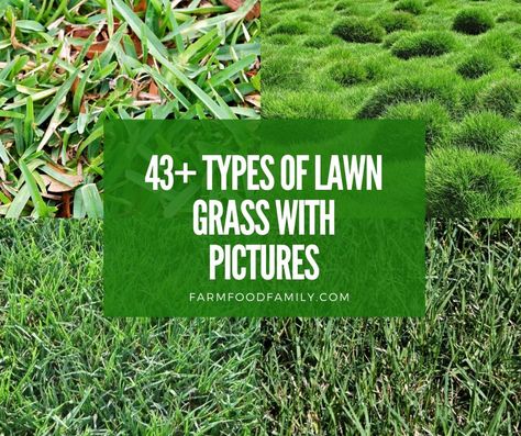 43 Different Types Of Lawn Grass For Your Yard (Names & Pictures) Lawn Grass Types, Different Types Of Grass, Grass Seed Types, Centipede Grass, Grass Types, Blue Oat Grass, Zoysia Grass, Bermuda Grass, Growing Grass