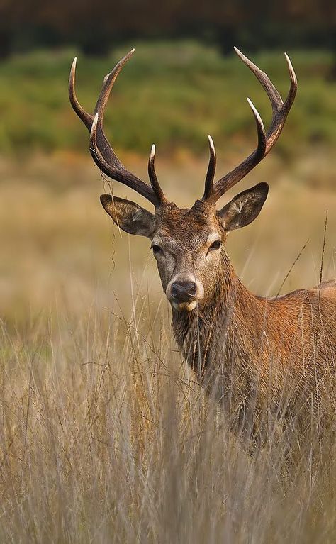 Hirsch Silhouette, Deer Photography, Animal Photography Wildlife, Wild Animals Photography, Deer Photos, Deer Pictures, Fallow Deer, Deer Painting, Deer Art