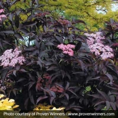 Best Shrubs For Shade, Flowering Shrubs For Shade, Sambucus Nigra, Shade Shrubs, Hgtv Garden, Perennial Shrubs, Garden Shrubs, Garden Pictures, Flowering Shrubs