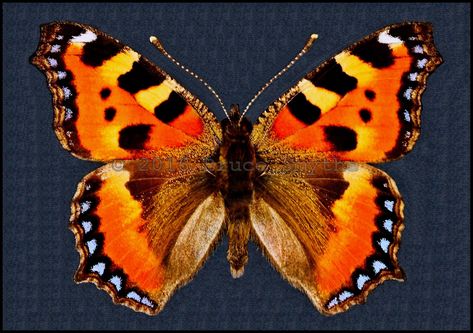 Aglais Urticae(Small Tortoiseshell) -Male -Recto -Russia -(1.8 in wingspan). This is a very beautiful and brightly colored butterfly found in Eurasia which has a wingspan from 1.8 - 2.4 inches. The larvae feed primarily on stinging nettles(Urtica Dioica) and the bright colors warn predators that it is unpalatable(aposematism). It is one of the most common butterflies in Europe and temperate Asia, however it is in very rapid decline in Western Europe and the cause is not yet known. It Moth Photos, Shell Glasses, Colored Butterfly, Tortoise Shell Glasses, Western Europe, Dragonflies, Beautiful Butterflies, Tortoise Shell, Print Gifts