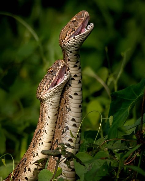 The Wildlife Walker on Instagram: “How happy do these two snakes look? 🐍😀 🐺 Follow: @thewildlifewalker 🐺 🦊 Follow: @thewildlifewalker 🦊 🐹 Follow: @thewildlifewalker 🐹 ✅…” Two Snakes, Sadio Mane, Background Images For Quotes, Amphibians, Snakes, Reptiles, Background Images, Animal Lover, Quotes