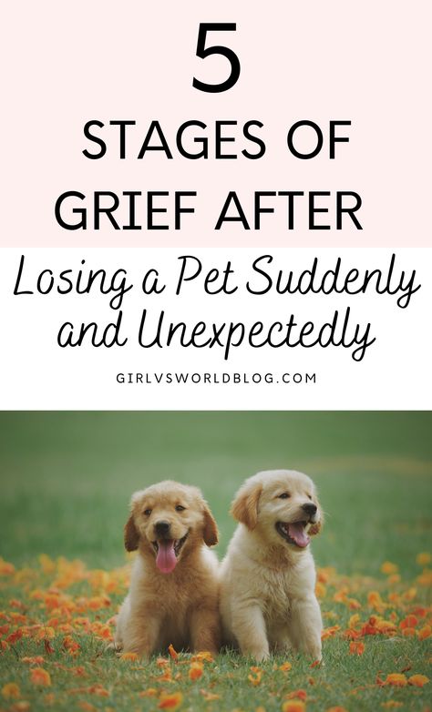 Losing a Pet Suddenly and Unexpectedly During Lockdown / Quarantine: 5 Stages of Grief For a Dog Getting A New Dog After Losing One, Coping With Pet Loss Dogs, How To Deal With Pet Loss, Lost Of A Pet Dogs, How To Grieve A Pet, How To Cope With Loss Of Dog, Griefing Your Dog, Griefing Your Pet, Pet Grievance