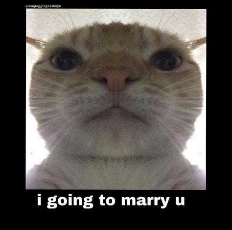 A close up image of a cat and the text “I going to marry you” Cat Reaction Pictures, Cat Reaction, Robin Day, Ninja Cats, Silly Cats Pictures, Cat Icon, Silly Animals, Cats Illustration, Cat Costumes