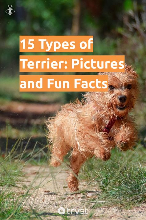 "15 Types of Terrier: Pictures and Fun Facts"- Terriers are a special dog breed known for their lively and determined nature. Bred for hunting, they're smart, loyal, and often enjoy digging. They are also great family dogs. This list of 15 types of terrier will provide information on... #trvst #facts #biodiversity #nature #family #explore #earth #biology #natureseekers #gogreen #planet #natural #eco Types Of Terriers Dog Breeds, Miss My Dog, Norfolk Terrier, Nature Family, Kerry Blue Terrier, Norwich Terrier, Irish Terrier, Terrier Breeds, Border Terrier