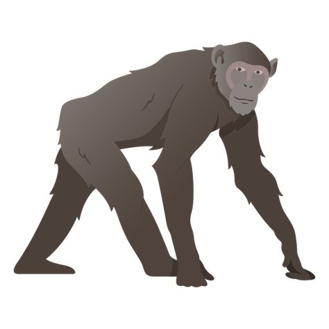 Chimpanzee monkey illustration chimpanzee PNG Design Chimpanzee Illustration, Monkey Illustration, Mo Design, Flyer Design Templates, Fantasy Art Landscapes, Layout Template, Png Design, Create A Logo, Graphic Image