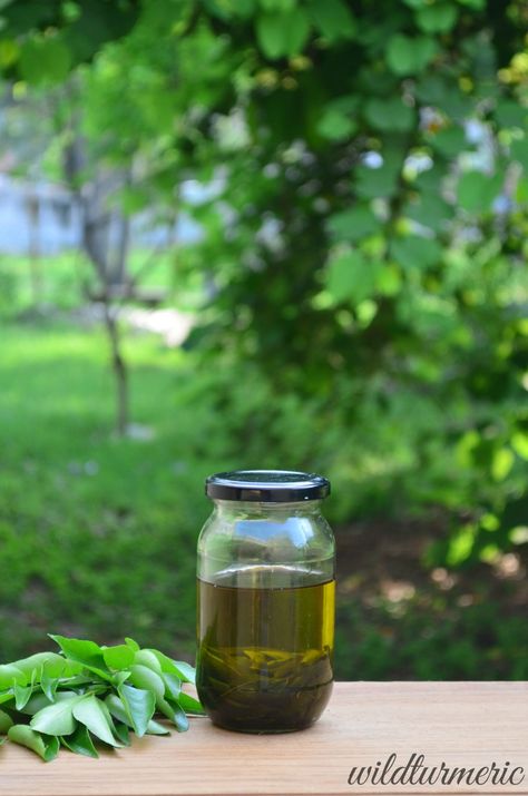 Curry Leaves Oil For Hair Growth, Curry Leaves Benefits, Curry Leaves For Hair Growth, Greying Hair, Hair Oil For Hair Growth, Homemade Hair Oil, Hair Oil Recipe, Hair Recipes, Curry Leaf