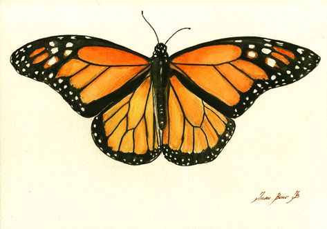 "\"Monarch Butterfly\". print - Farm nursery. Insect Butterflies illustration decor. Frame and mat not included, just the print. A reproduction of my original painting. These high quality prints are printed with a fine art printing process on a 250 g/m2 high quality thick paper. All prints include a white border (approximately 0.2 in. / 3 mm on all sides) to allow for framing. <> <> <> <> <> SHIPPING: I ship to worldwide. The basic shipping is without tracking numbe Monarch Butterflies Art, Painting Art Wall, Butterfly Art Print, Butterfly Canvas, Butterfly Illustration, Orange Butterfly, Butterfly Drawing, Insect Art, Butterfly Painting