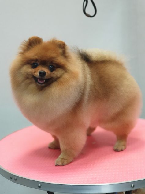 Pomerian Haircut, Spitz Haircut, Pomeranian Haircut Hairstyles, Pomeranian Cut, Pom Haircut, Pomeranian Hairstyles, Pomeranian Puppy Haircut, Pomeranian Haircuts, Pomeranian Grooming