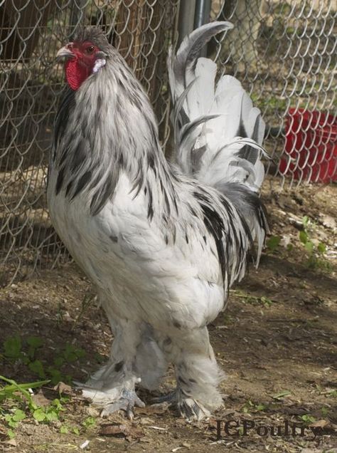 Splash Ameraucana, Breda, and Chantecler Hatching Eggs Araucana Chickens, Rare Chicken Breeds, Raising Turkeys, Brahma Chicken, Rooster Breeds, Live Chicken, Bantam Chickens, Chicken Pictures, Fancy Chickens